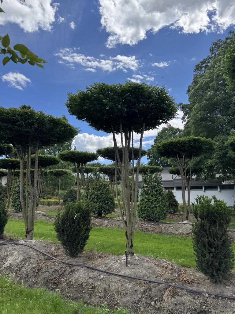 Carpinus betulus dachförmig