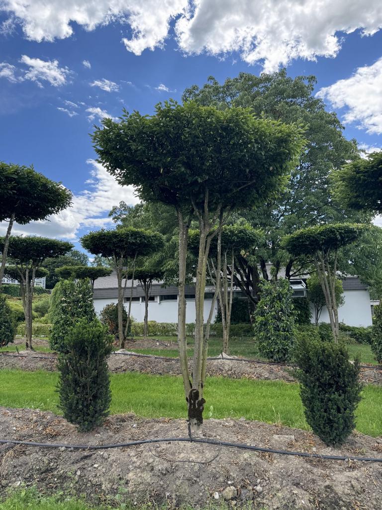 Carpinus betulus dachförmig