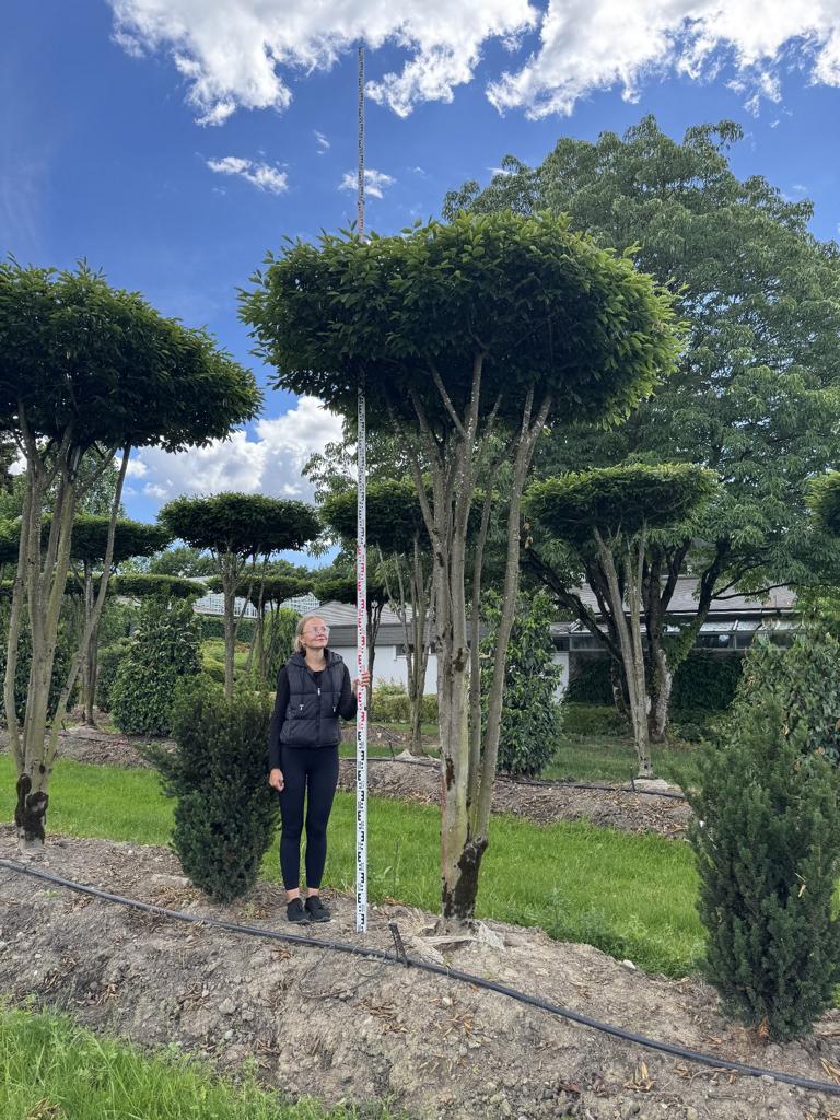 Carpinus betulus dachförmig
