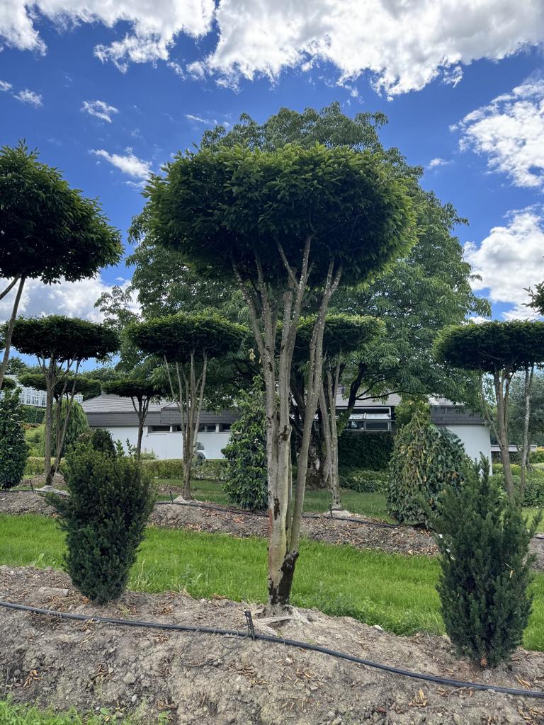 Carpinus betulus dachförmig