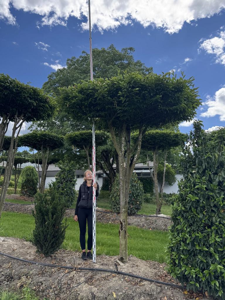 Carpinus betulus dachförmig