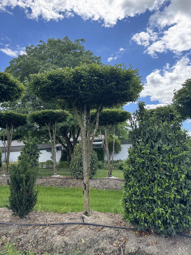Carpinus betulus dachförmig
