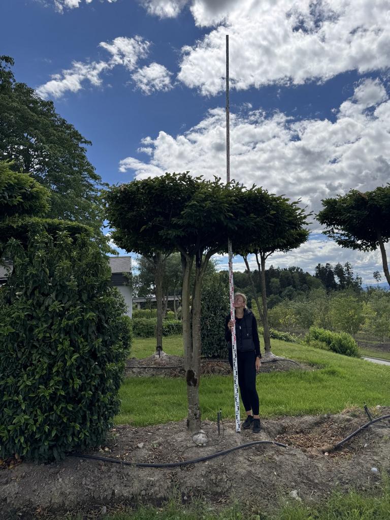 Carpinus betulus dachförmig