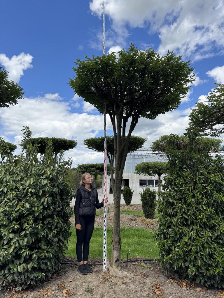 Carpinus betulus dachförmig