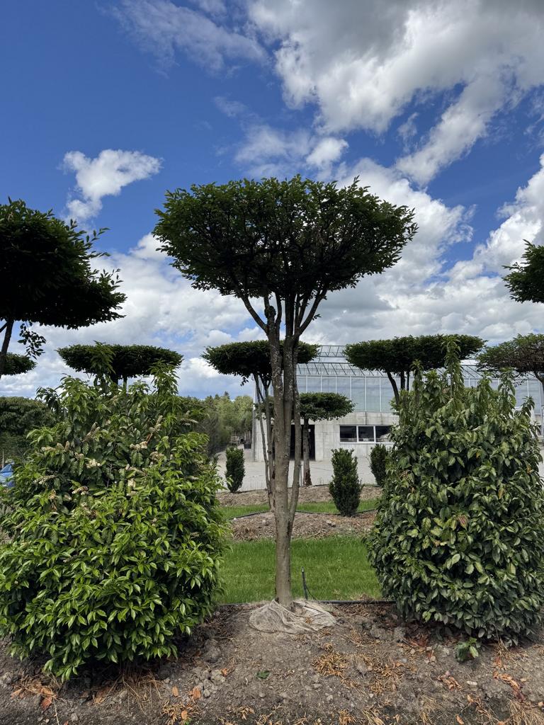 Carpinus betulus dachförmig