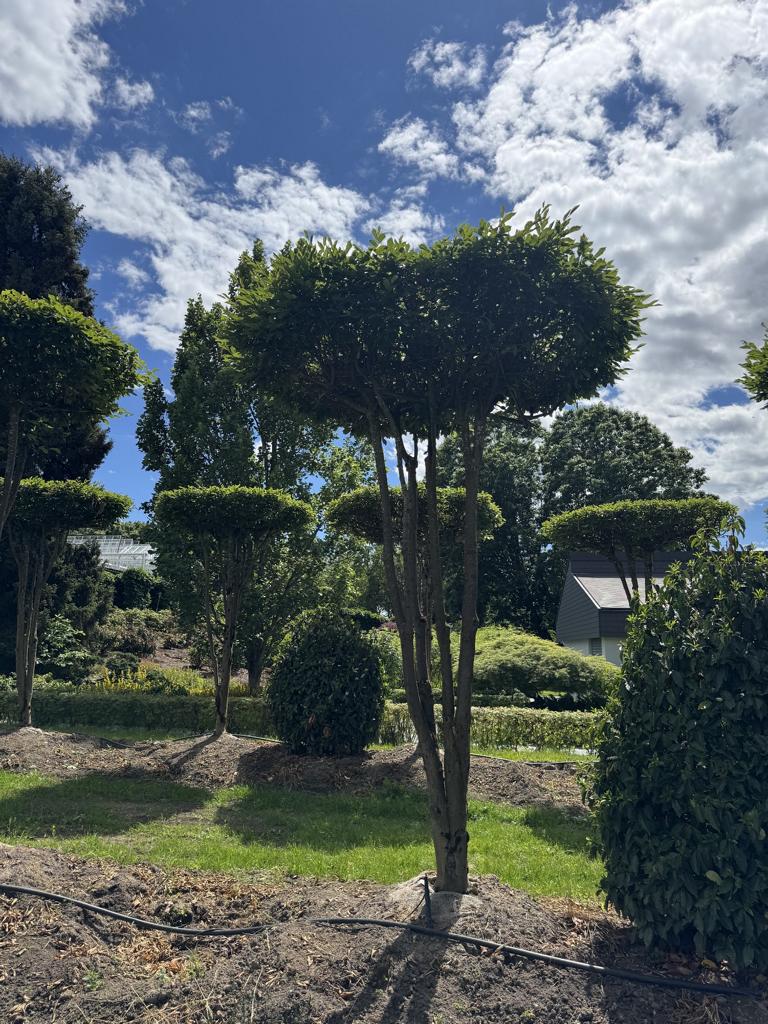 Carpinus betulus dachförmig