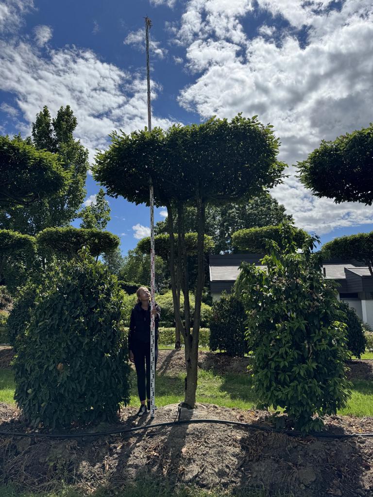 Carpinus betulus dachförmig