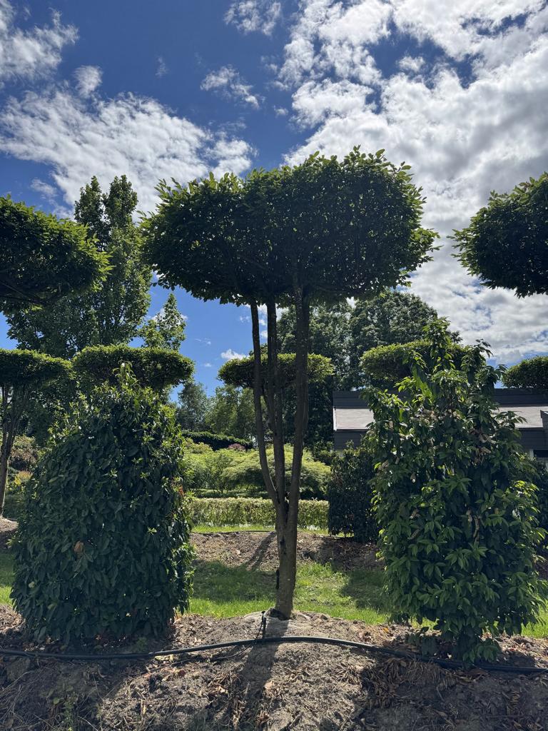 Carpinus betulus dachförmig