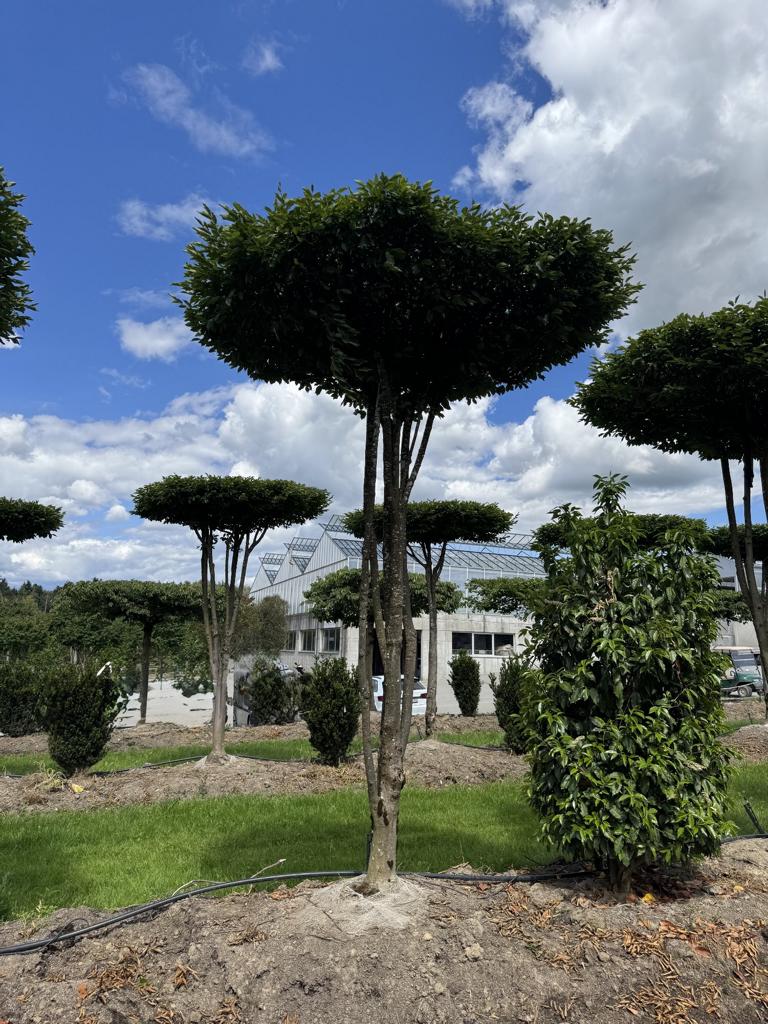 Carpinus betulus dachförmig