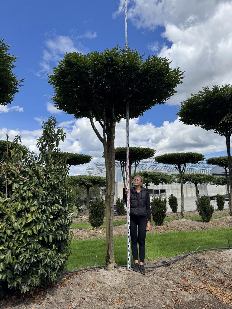 Carpinus betulus dachförmig