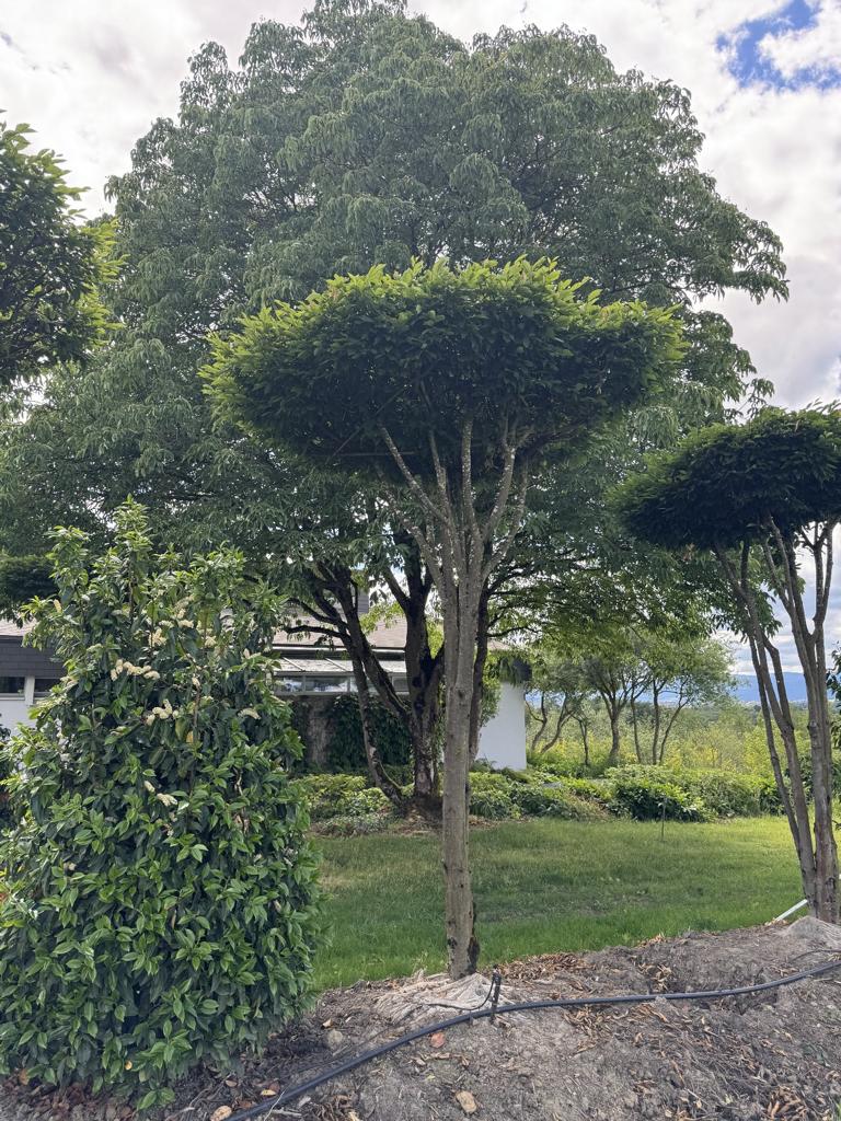 Carpinus betulus dachförmig