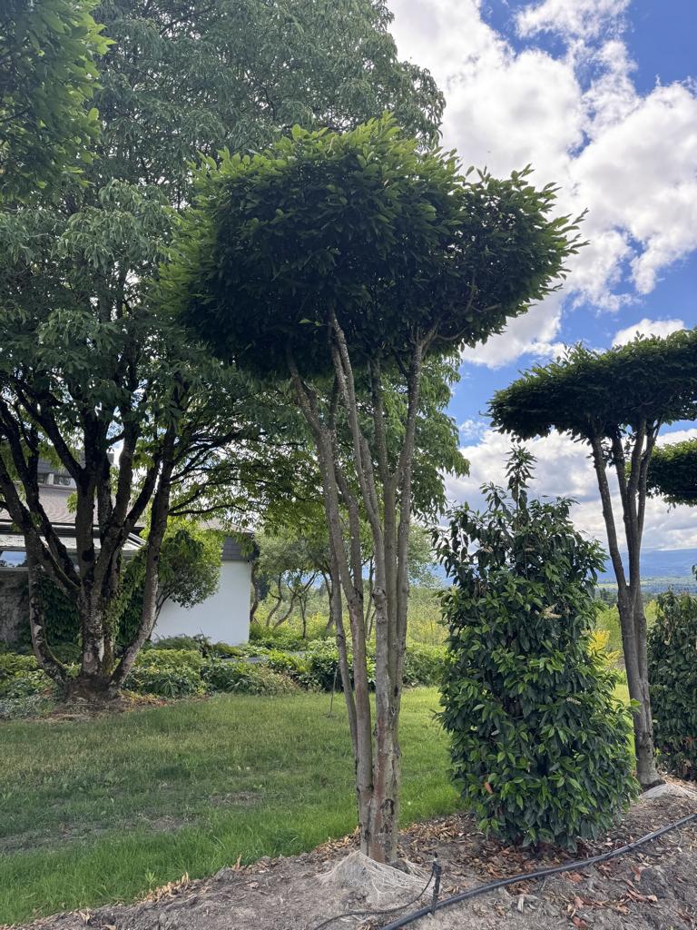 Carpinus betulus dachförmig