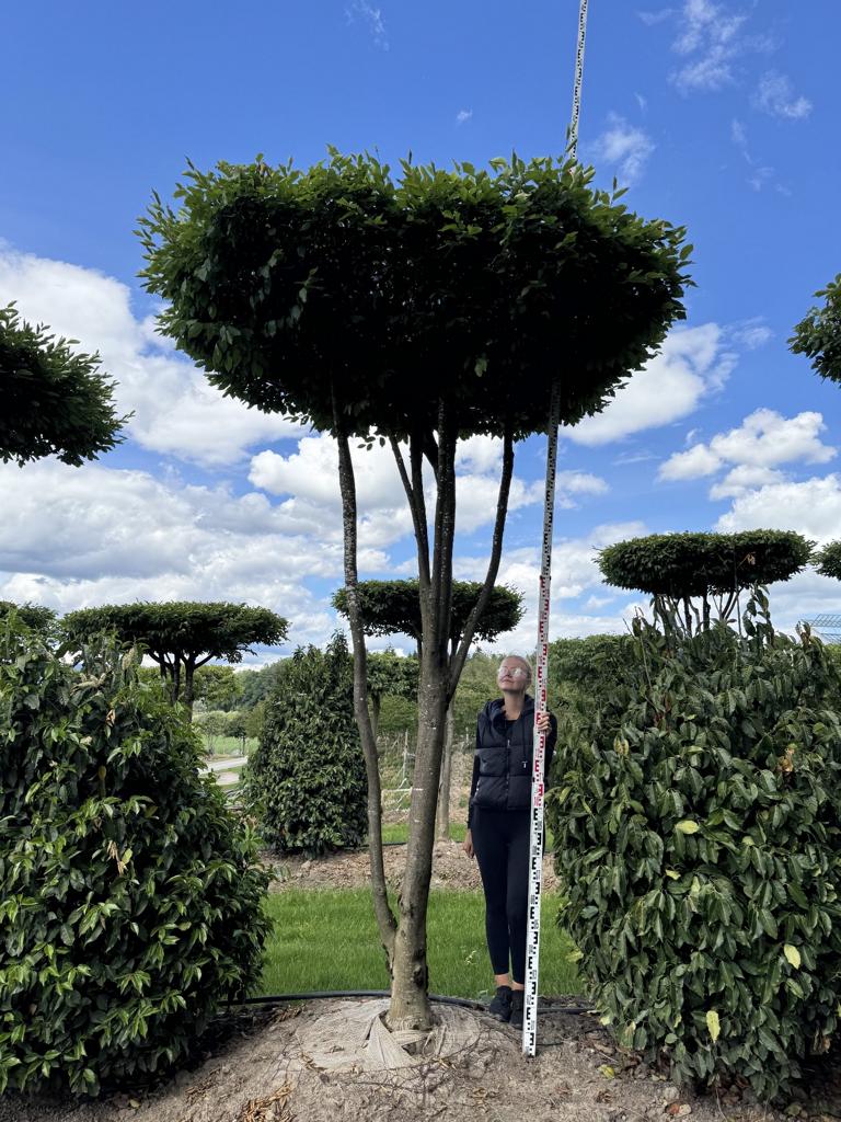 Carpinus betulus dachförmig