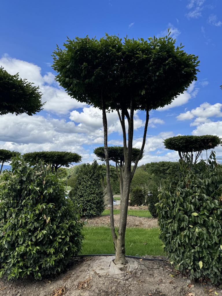Carpinus betulus dachförmig