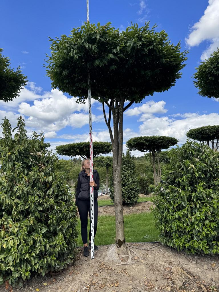 Carpinus betulus dachförmig