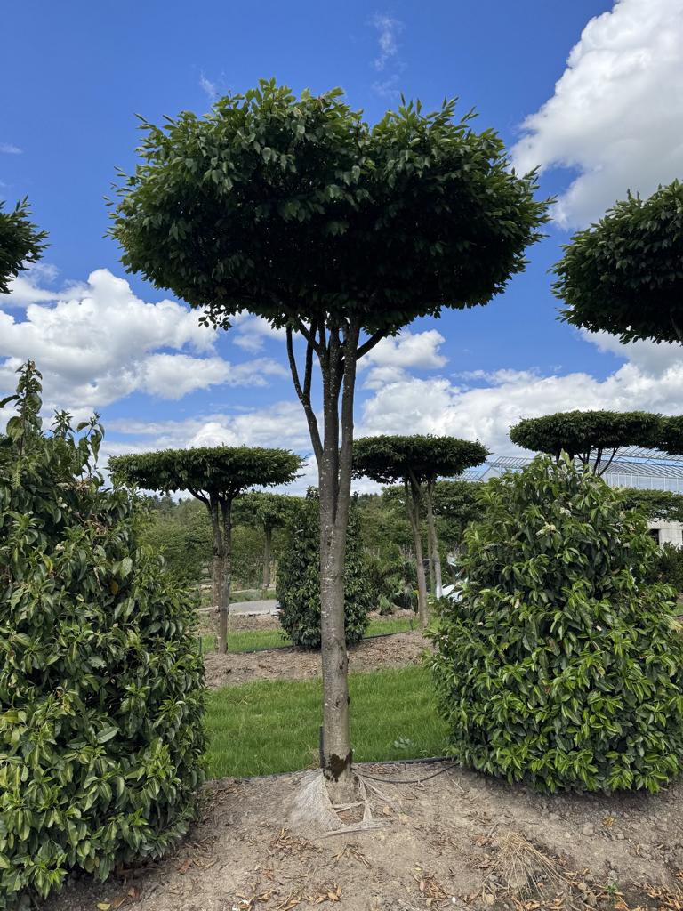 Carpinus betulus dachförmig