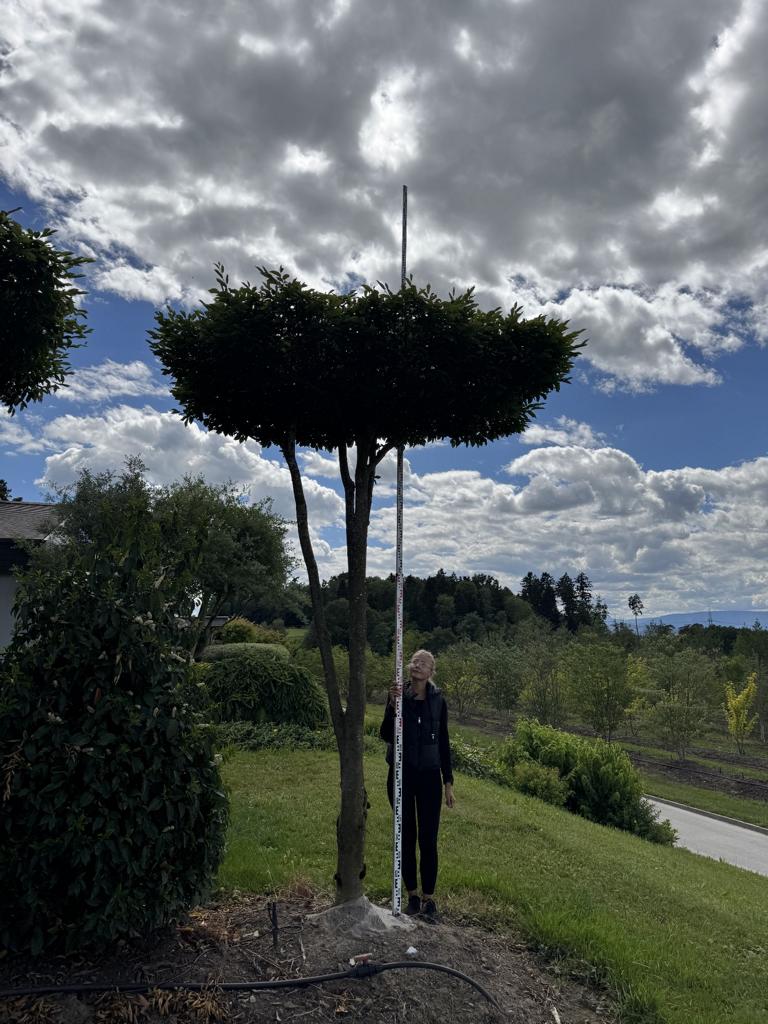 Carpinus betulus dachförmig