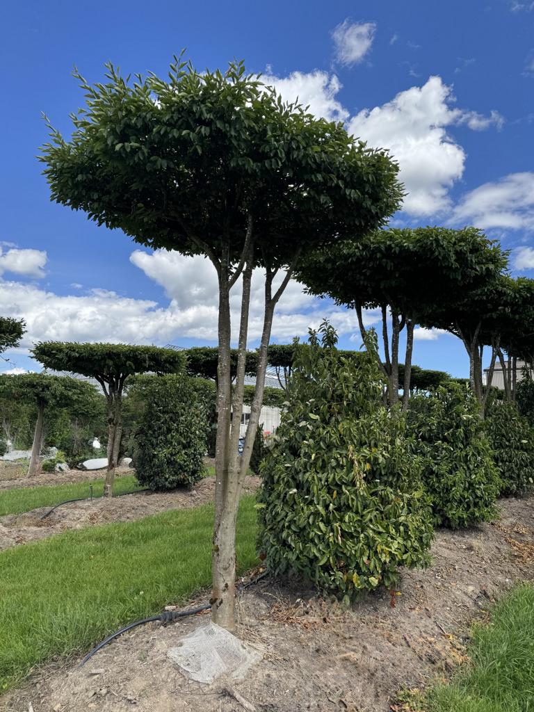 Carpinus betulus dachförmig