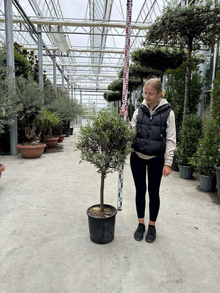 Olea europaea