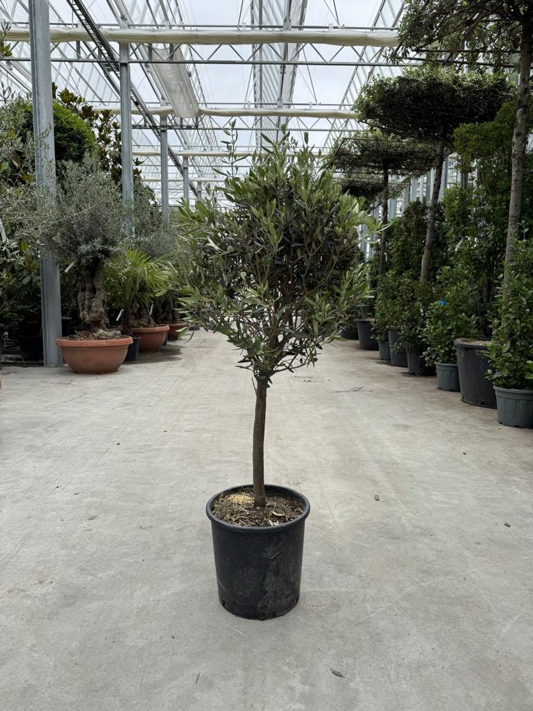 Olea europaea