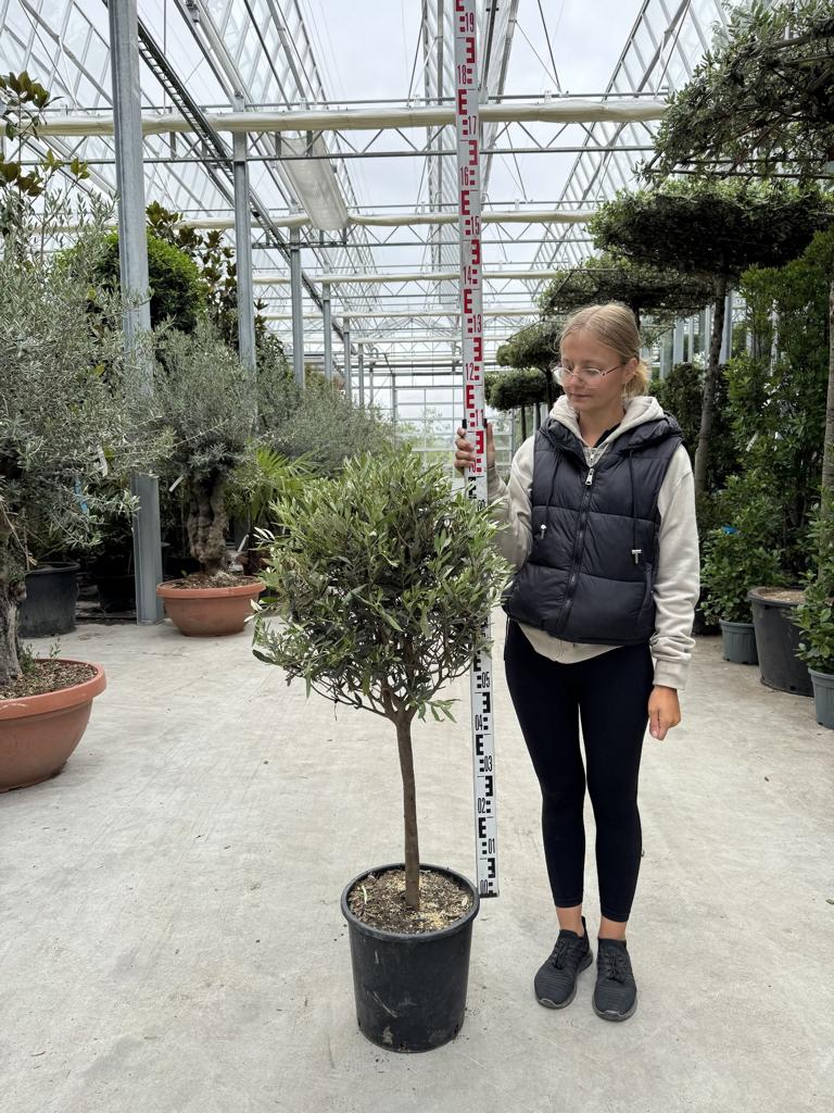 Olea europaea