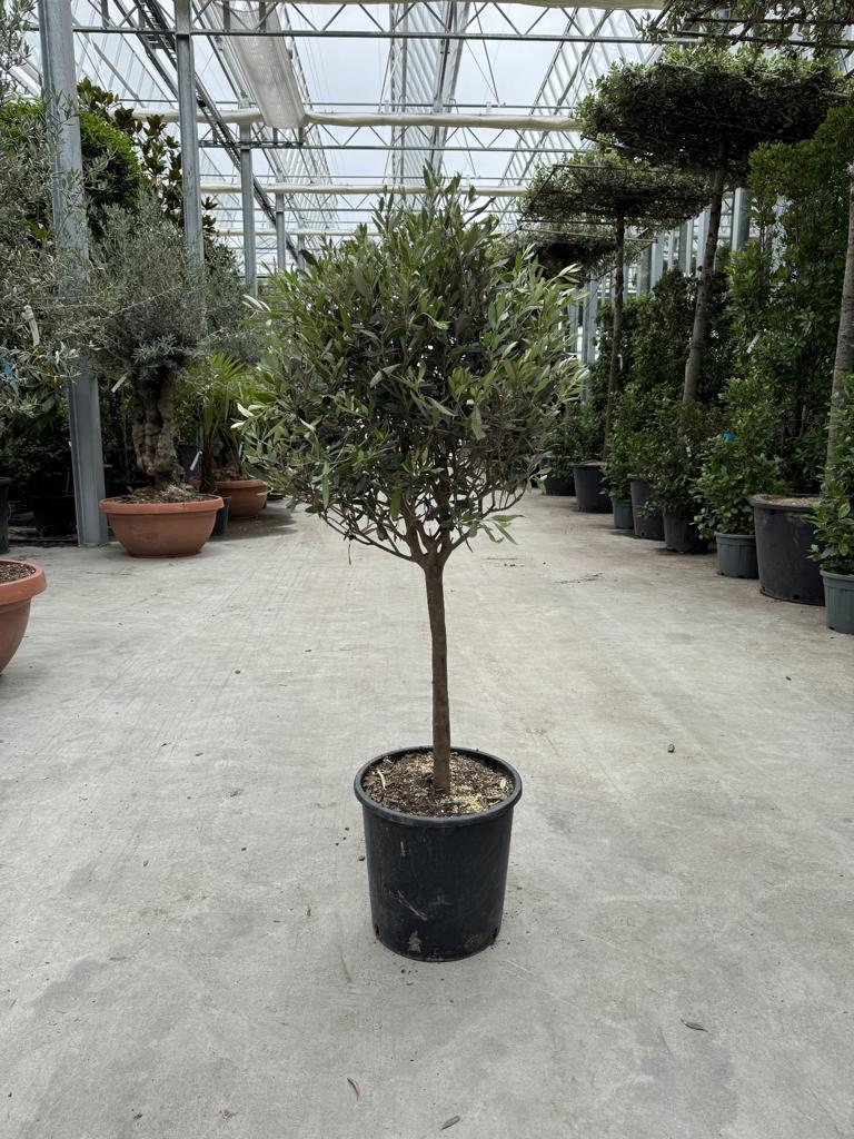 Olea europaea