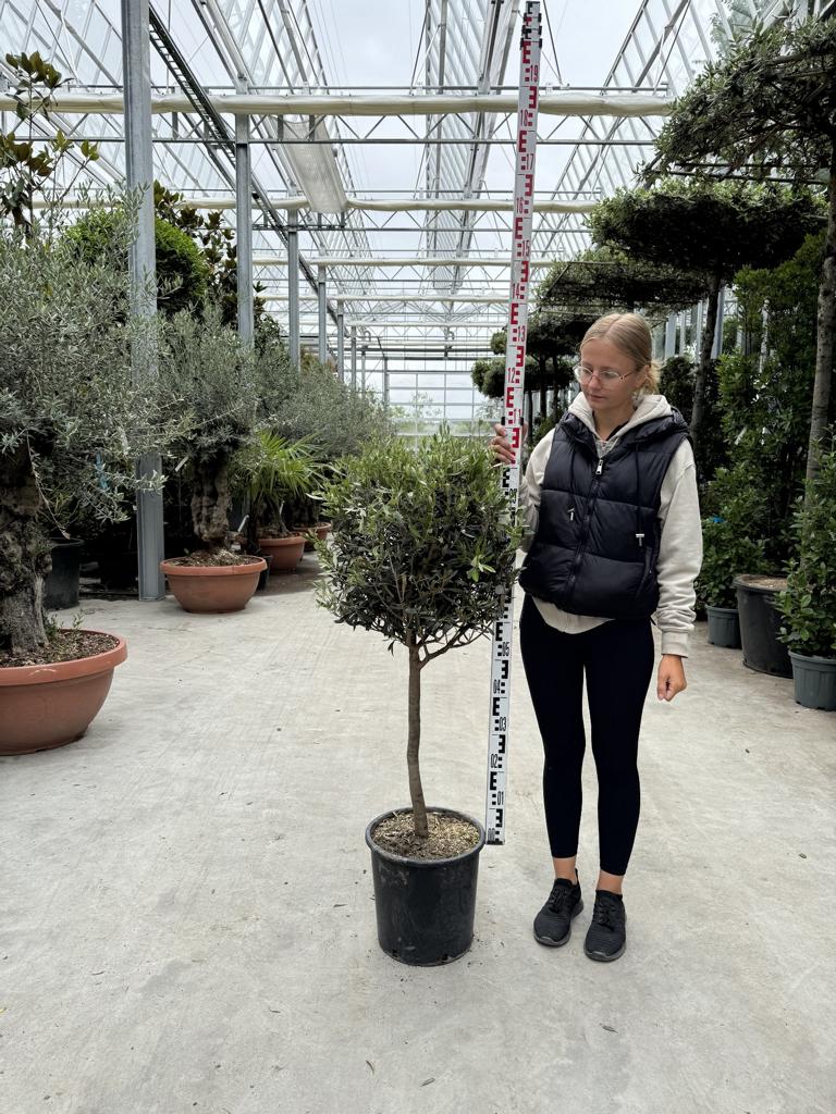 Olea europaea
