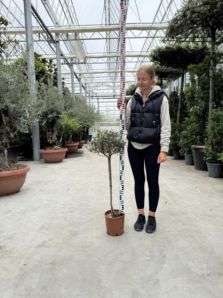 Olea europaea
