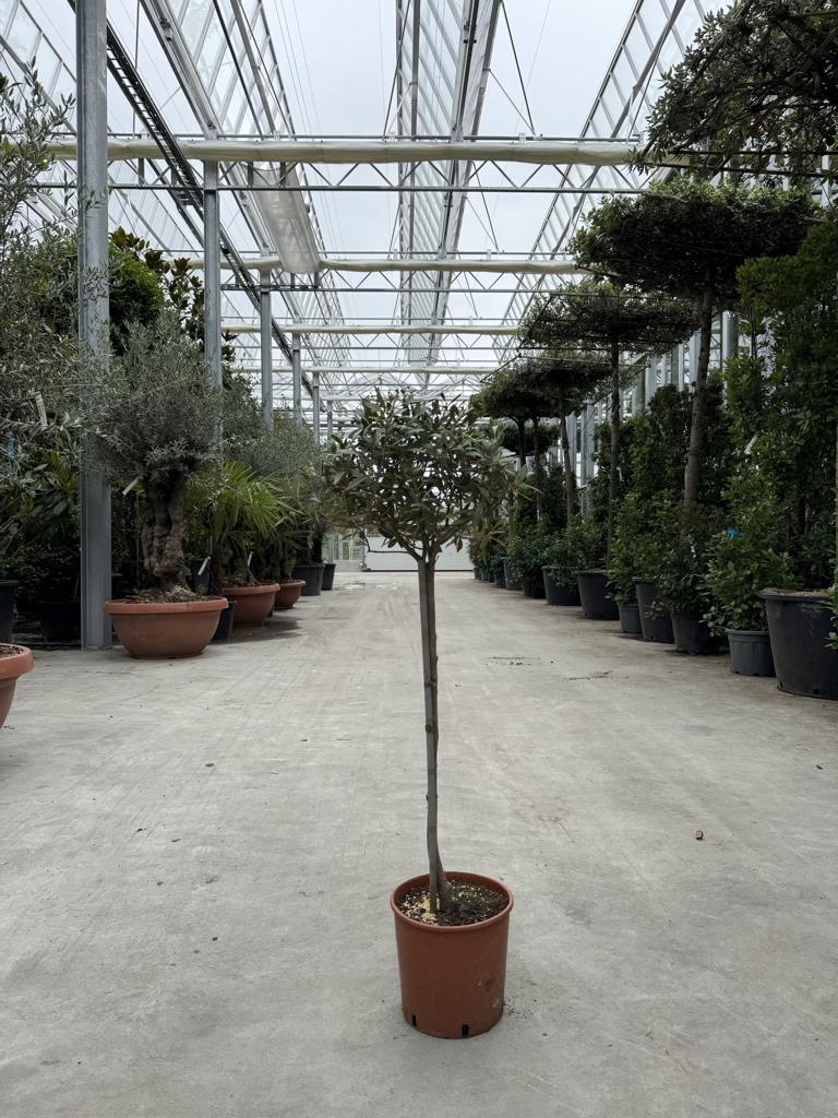 Olea europaea