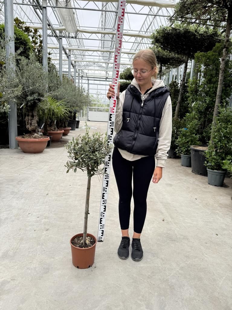 Olea europaea