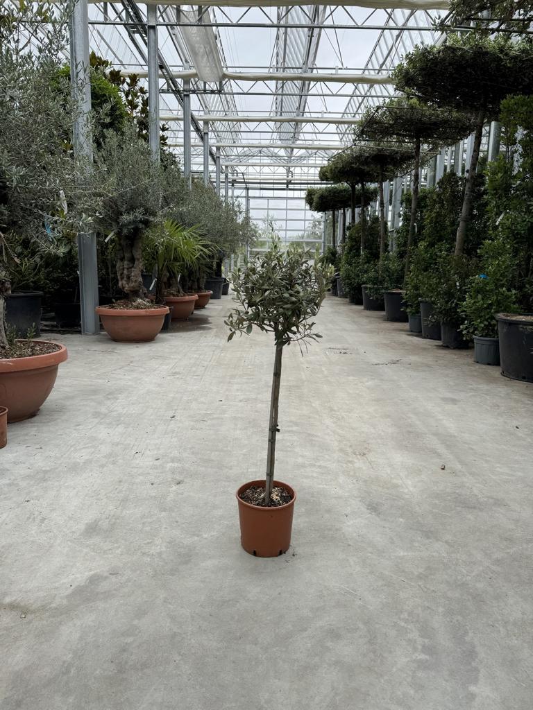 Olea europaea