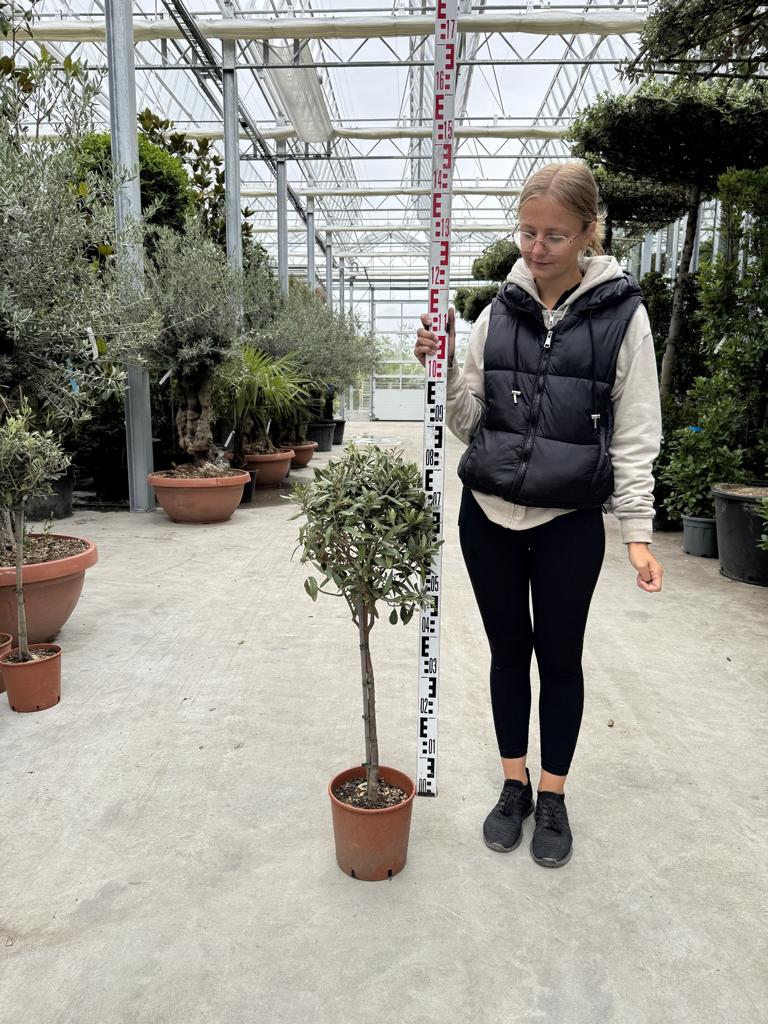 Olea europaea