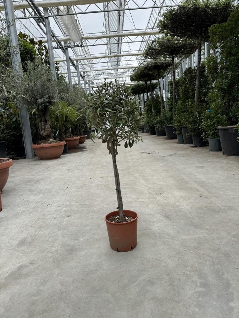 Olea europaea
