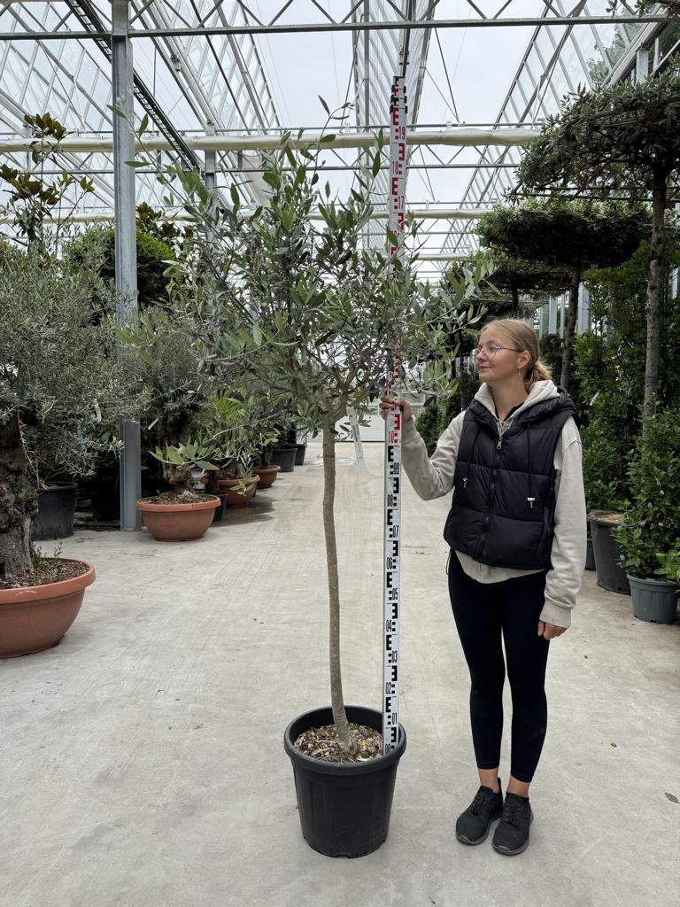 Olea europaea