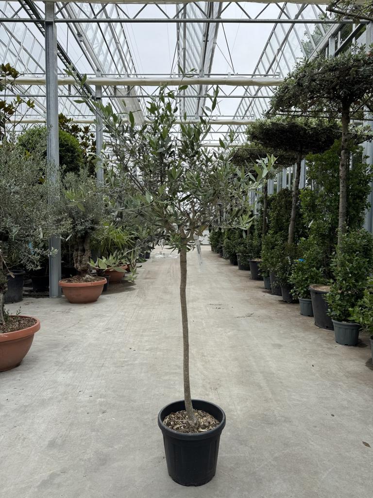 Olea europaea