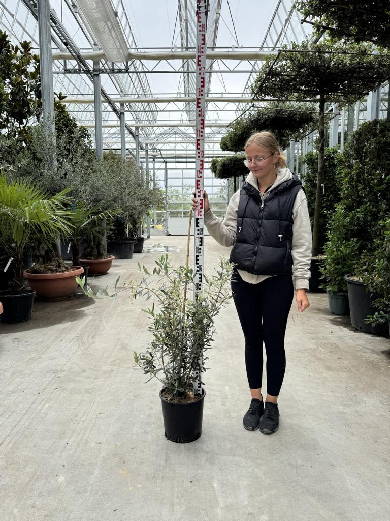 Olea europaea
