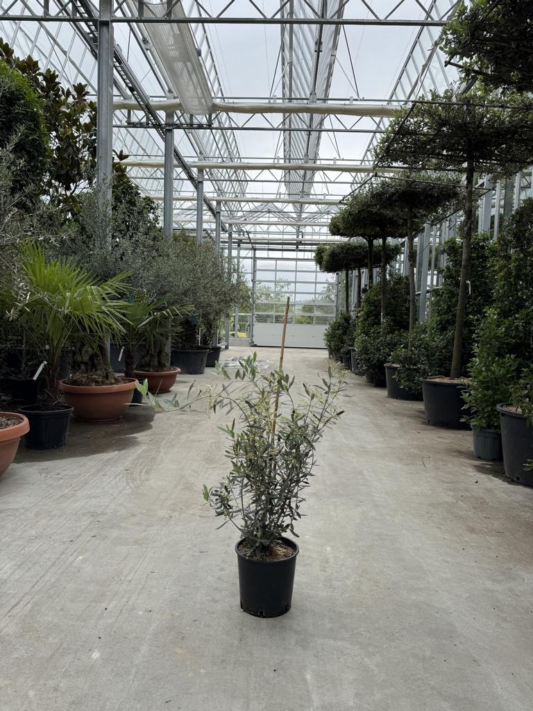 Olea europaea