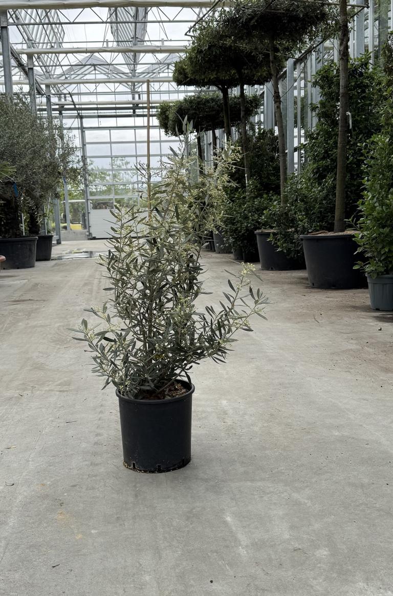 Olea europaea