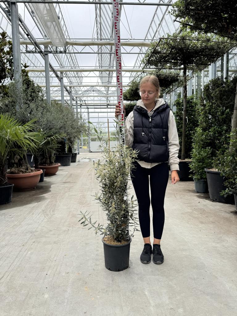 Olea europaea