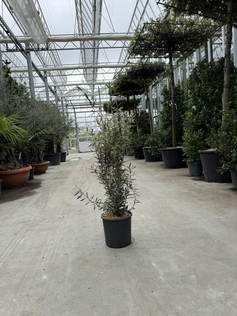 Olea europaea