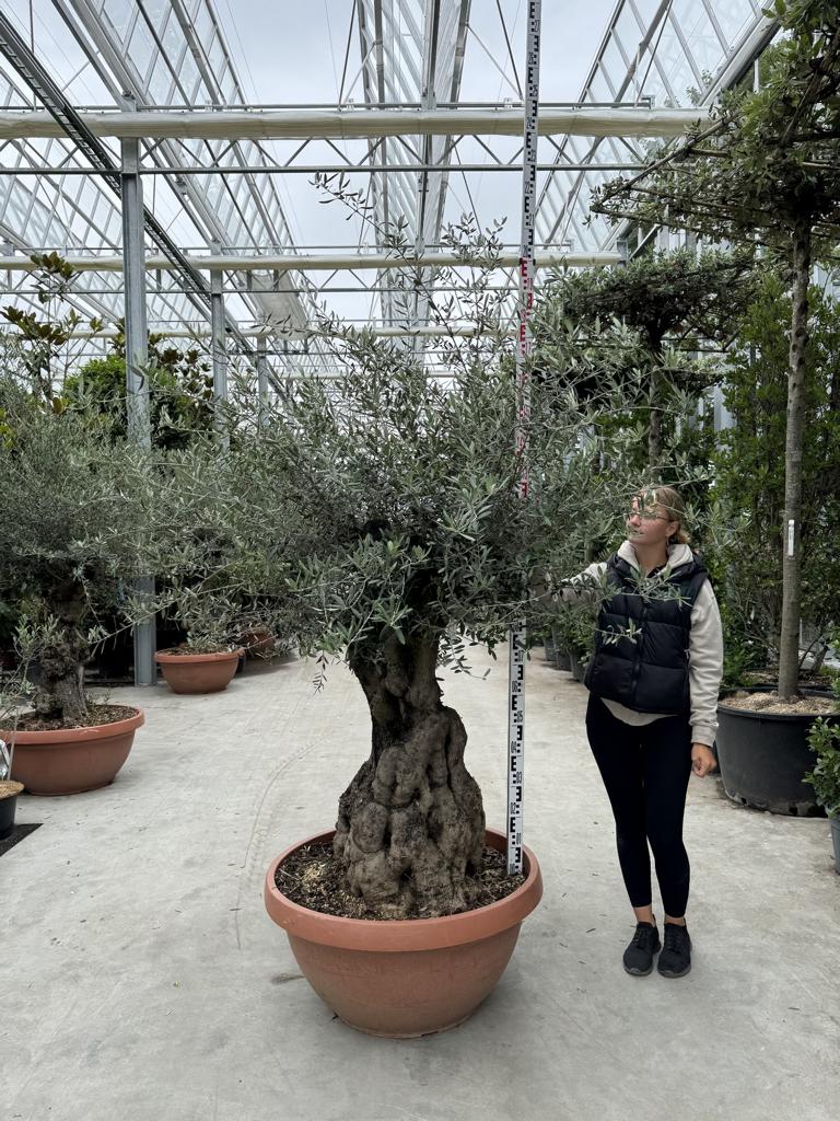 Olea europaea
