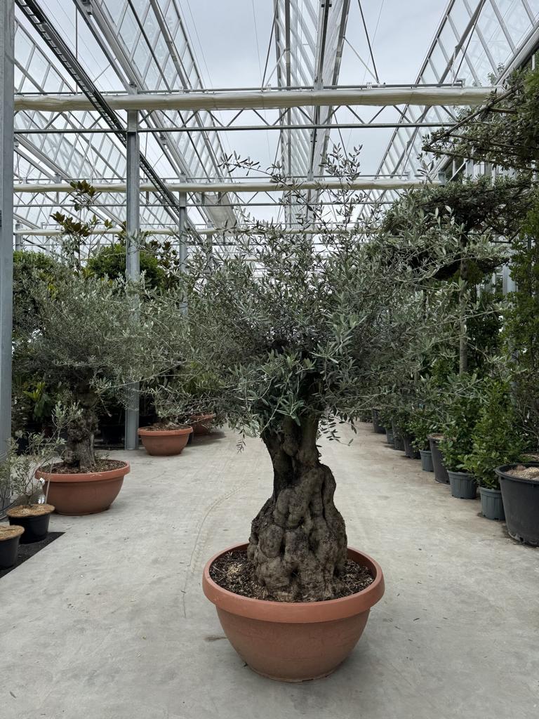 Olea europaea