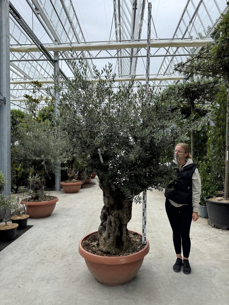 Olea europaea