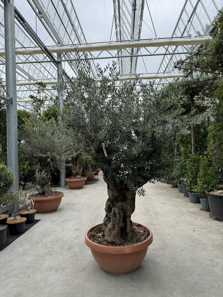 Olea europaea