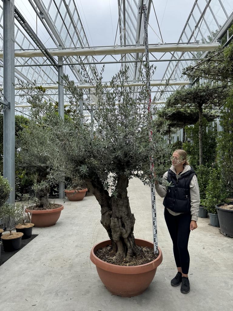 Olea europaea