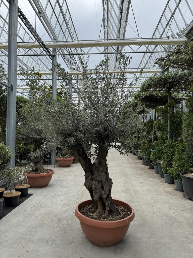 Olea europaea