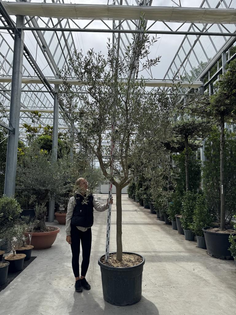 Olea europaea