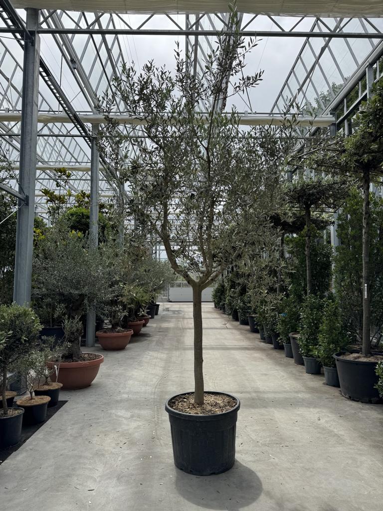 Olea europaea