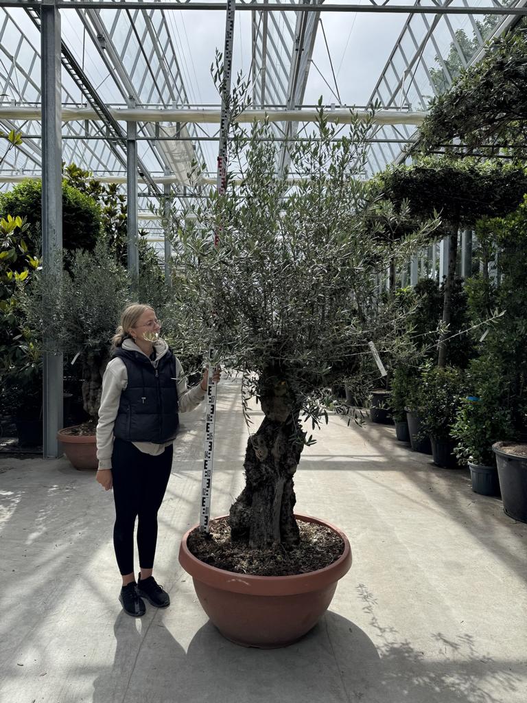 Olea europaea