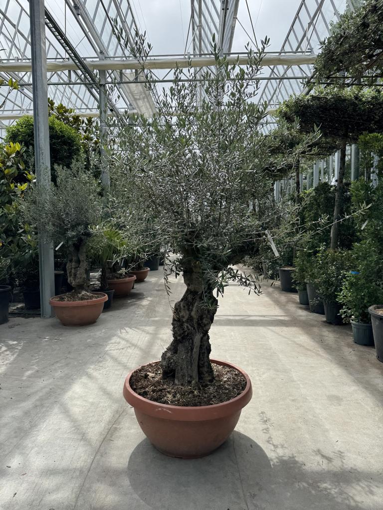 Olea europaea